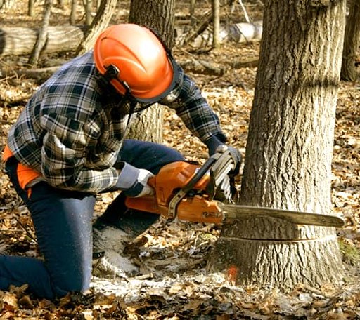 Tree Removal in Plymouth, ME